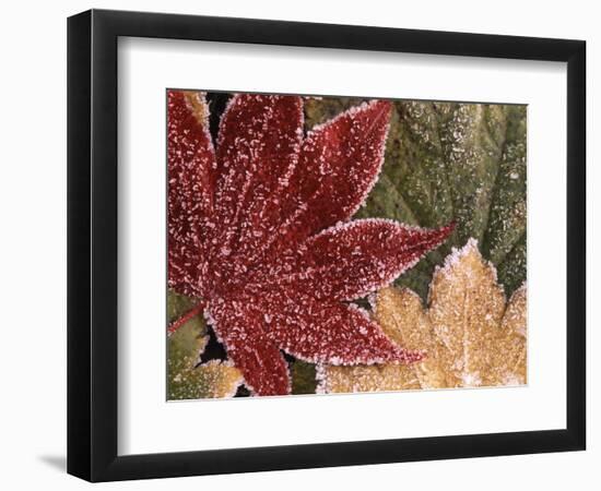 Frosted Maple Leaves, Oregon, USA-Stuart Westmorland-Framed Photographic Print