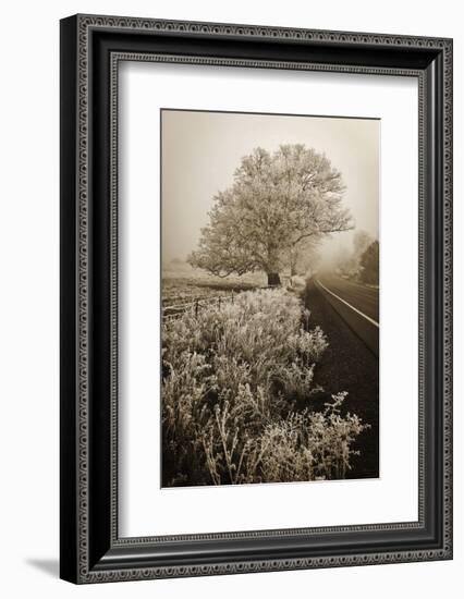 Frosted Oak & Road-David Lorenz Winston-Framed Art Print