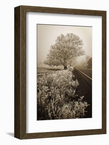 Frosted Oak & Road-David Lorenz Winston-Framed Art Print