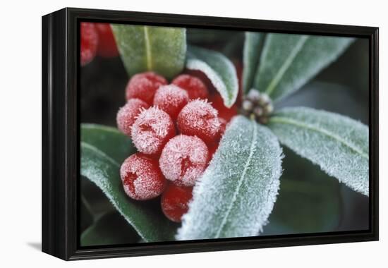 Frosted Skimmia-null-Framed Premier Image Canvas