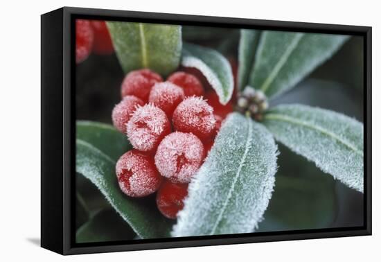 Frosted Skimmia-null-Framed Premier Image Canvas