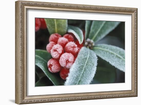 Frosted Skimmia-null-Framed Photographic Print