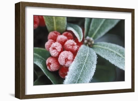 Frosted Skimmia-null-Framed Photographic Print