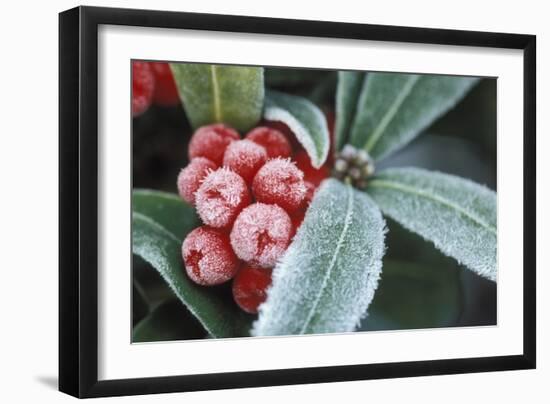 Frosted Skimmia-null-Framed Photographic Print