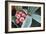 Frosted Skimmia-null-Framed Photographic Print