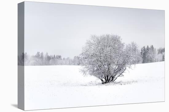 Frosted Solitude-Andreas Stridsberg-Framed Stretched Canvas