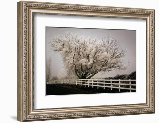 Frosted Tree and Fence-David Winston-Framed Giclee Print