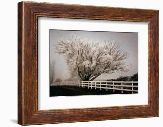 Frosted Tree and Fence-David Winston-Framed Giclee Print