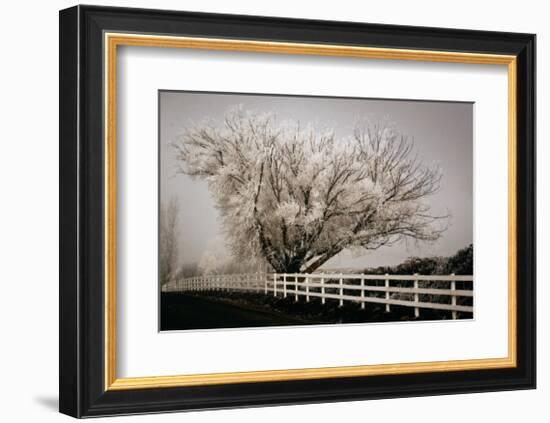 Frosted Tree and Fence-David Winston-Framed Giclee Print