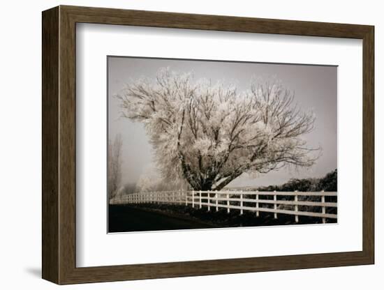 Frosted Tree and Fence-David Winston-Framed Giclee Print