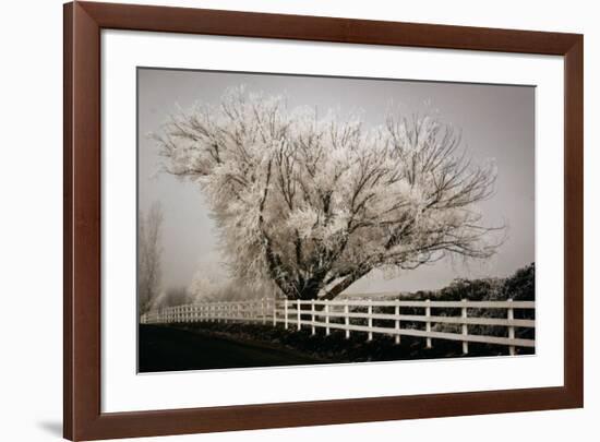 Frosted Tree and Fence-David Winston-Framed Giclee Print