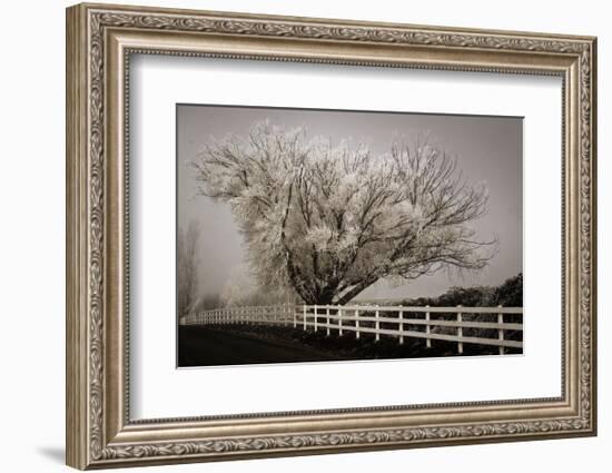 Frosted Tree & Fence-David Lorenz Winston-Framed Art Print