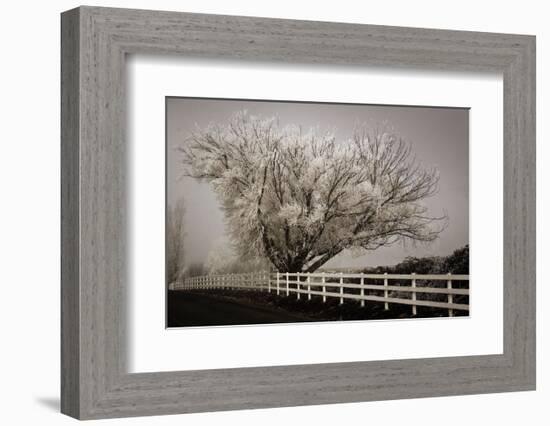 Frosted Tree & Fence-David Lorenz Winston-Framed Art Print