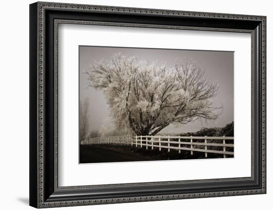 Frosted Tree & Fence-David Lorenz Winston-Framed Art Print