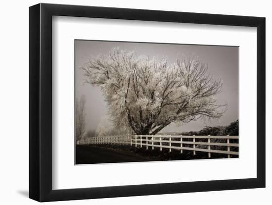 Frosted Tree & Fence-David Lorenz Winston-Framed Art Print