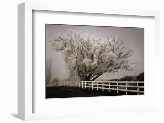 Frosted Tree & Fence-David Lorenz Winston-Framed Art Print