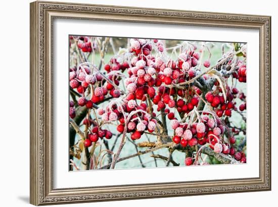 Frosted Viburnum Fruit-Dr. Keith Wheeler-Framed Photographic Print