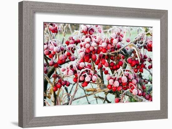 Frosted Viburnum Fruit-Dr. Keith Wheeler-Framed Photographic Print