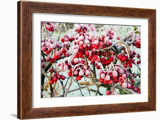 Frosted Viburnum Fruit-Dr. Keith Wheeler-Framed Photographic Print