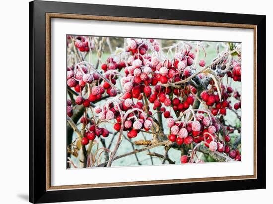 Frosted Viburnum Fruit-Dr. Keith Wheeler-Framed Photographic Print