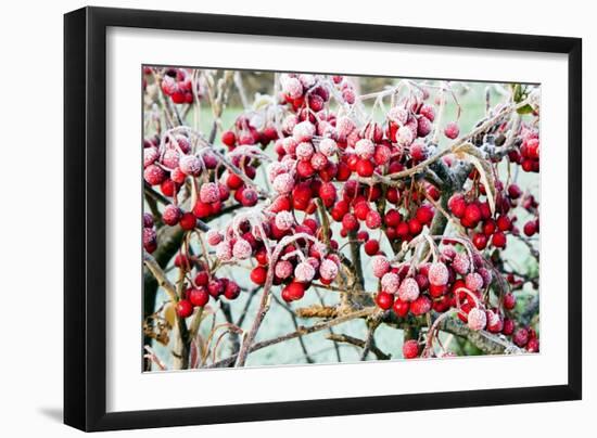 Frosted Viburnum Fruit-Dr. Keith Wheeler-Framed Photographic Print