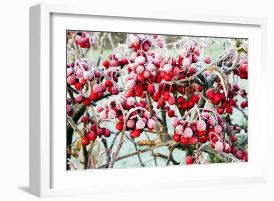 Frosted Viburnum Fruit-Dr. Keith Wheeler-Framed Photographic Print