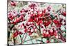 Frosted Viburnum Fruit-Dr. Keith Wheeler-Mounted Photographic Print