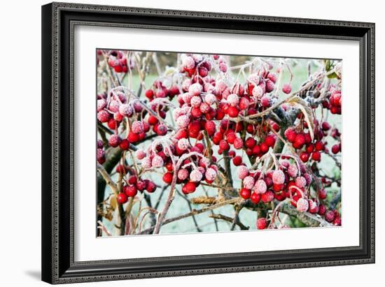 Frosted Viburnum Fruit-Dr. Keith Wheeler-Framed Photographic Print