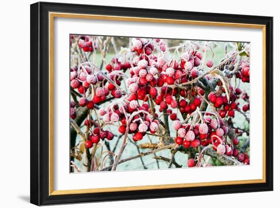 Frosted Viburnum Fruit-Dr. Keith Wheeler-Framed Photographic Print