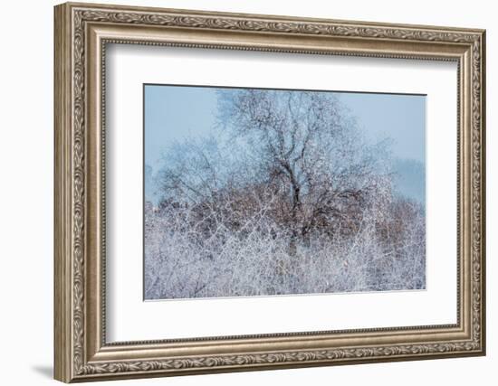 Frosty Awakening-Doug Chinnery-Framed Photographic Print