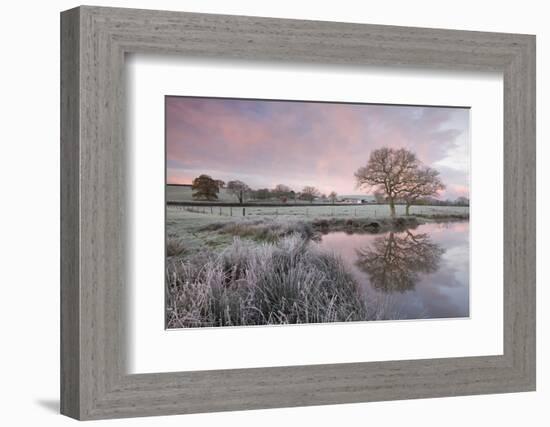 Frosty Conditions at Dawn Beside a Pond in the Countryside, Morchard Road, Devon, England. Winter-Adam Burton-Framed Photographic Print