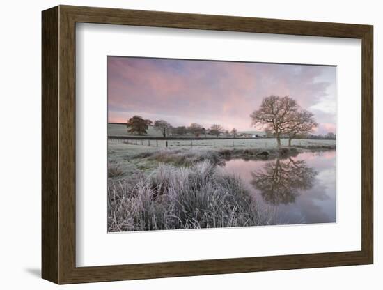 Frosty Conditions at Dawn Beside a Pond in the Countryside, Morchard Road, Devon, England. Winter-Adam Burton-Framed Photographic Print