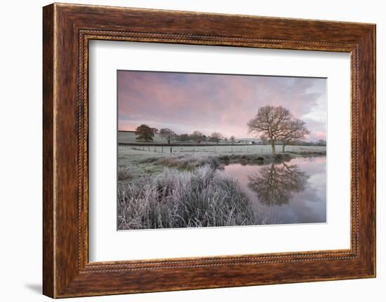 Frosty Conditions at Dawn Beside a Pond in the Countryside, Morchard Road, Devon, England. Winter-Adam Burton-Framed Photographic Print