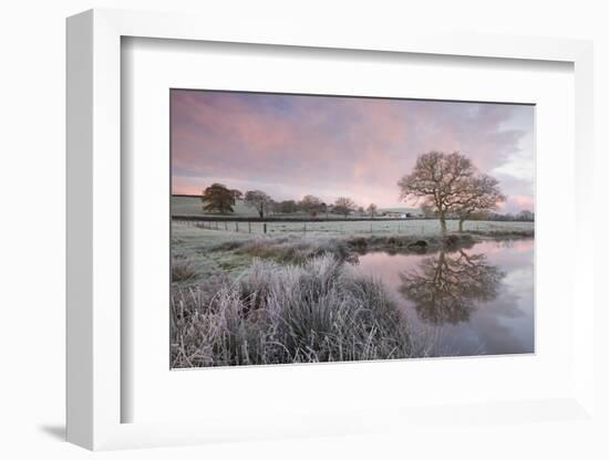 Frosty Conditions at Dawn Beside a Pond in the Countryside, Morchard Road, Devon, England. Winter-Adam Burton-Framed Photographic Print