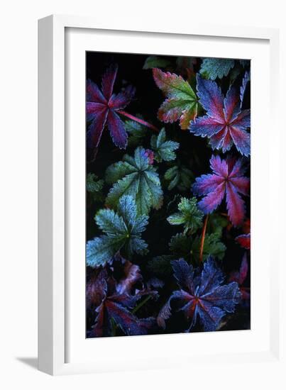 Frosty Fall-Darren White Photography-Framed Photographic Print