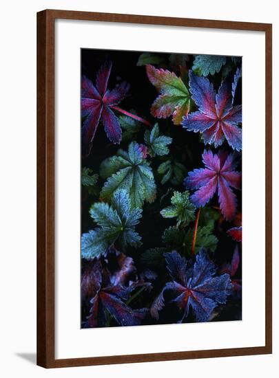 Frosty Fall-Darren White Photography-Framed Photographic Print