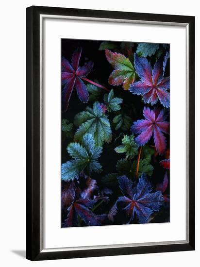 Frosty Fall-Darren White Photography-Framed Photographic Print