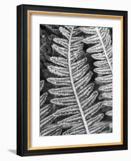 Frosty Focus-Assaf Frank-Framed Giclee Print