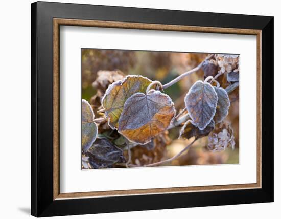 Frosty hydrangea leaves on a blur background-Paivi Vikstrom-Framed Photographic Print