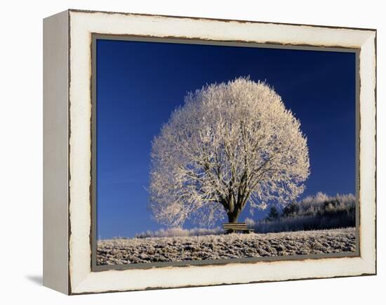 Frosty Landscape, Frost Covered Tree and Bench-null-Framed Premier Image Canvas