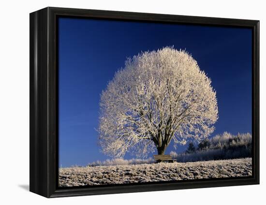 Frosty Landscape, Frost Covered Tree and Bench-null-Framed Premier Image Canvas