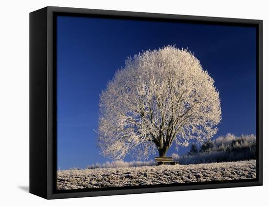 Frosty Landscape, Frost Covered Tree and Bench-null-Framed Premier Image Canvas