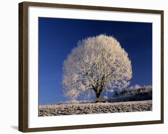 Frosty Landscape, Frost Covered Tree and Bench-null-Framed Photographic Print