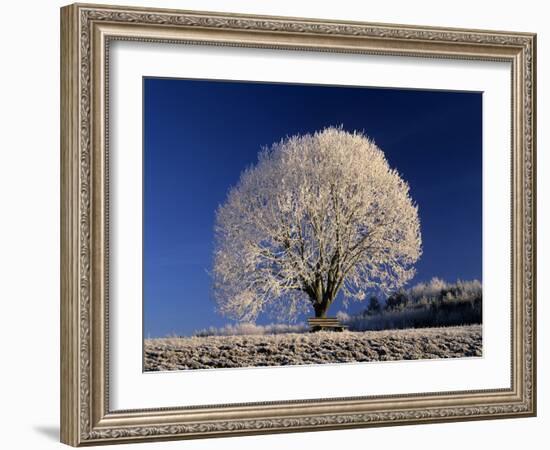 Frosty Landscape, Frost Covered Tree and Bench-null-Framed Photographic Print