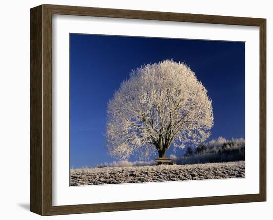 Frosty Landscape, Frost Covered Tree and Bench-null-Framed Photographic Print