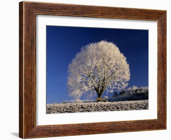 Frosty Landscape, Frost Covered Tree and Bench-null-Framed Photographic Print