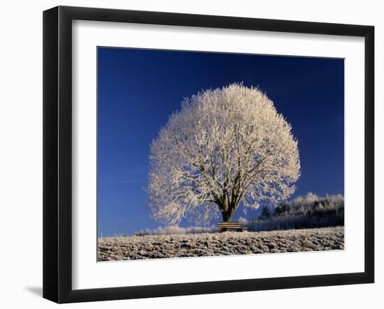 Frosty Landscape, Frost Covered Tree and Bench-null-Framed Photographic Print