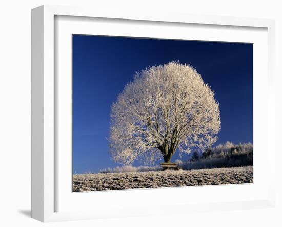 Frosty Landscape, Frost Covered Tree and Bench-null-Framed Photographic Print