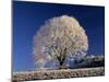Frosty Landscape, Frost Covered Tree and Bench-null-Mounted Photographic Print