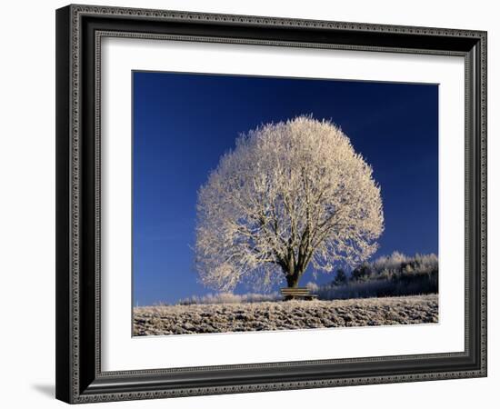 Frosty Landscape, Frost Covered Tree and Bench-null-Framed Photographic Print
